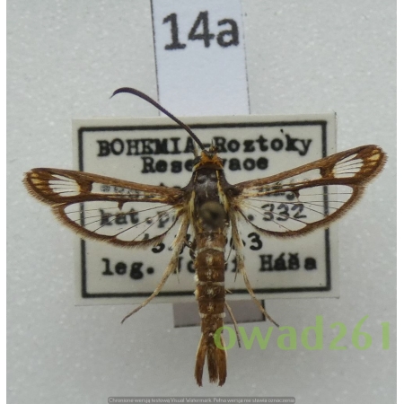 Pyropteron triannuliformis (Freyer, 1843) Czech14a
